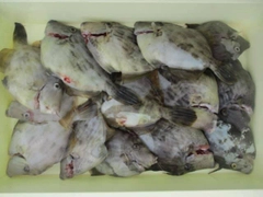 カワハギの釣果