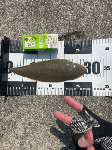 シタビラメの釣果