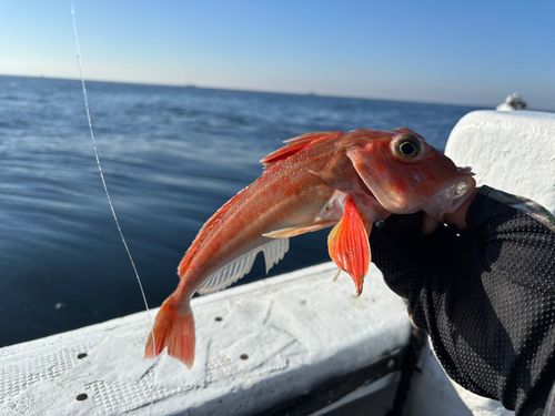 カナガシラの釣果