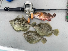 カワハギの釣果
