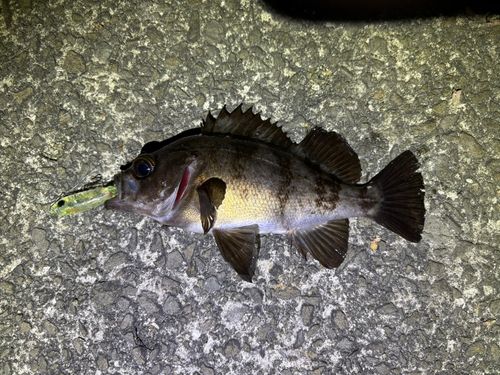 シロメバルの釣果