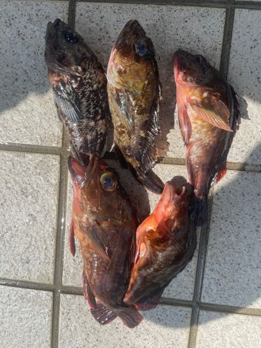 カサゴの釣果