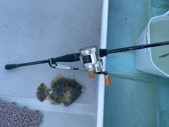 カワハギの釣果