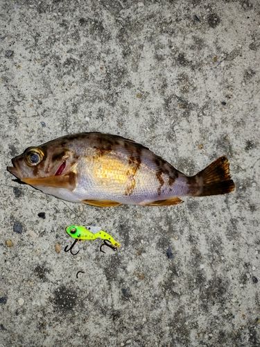 メバルの釣果