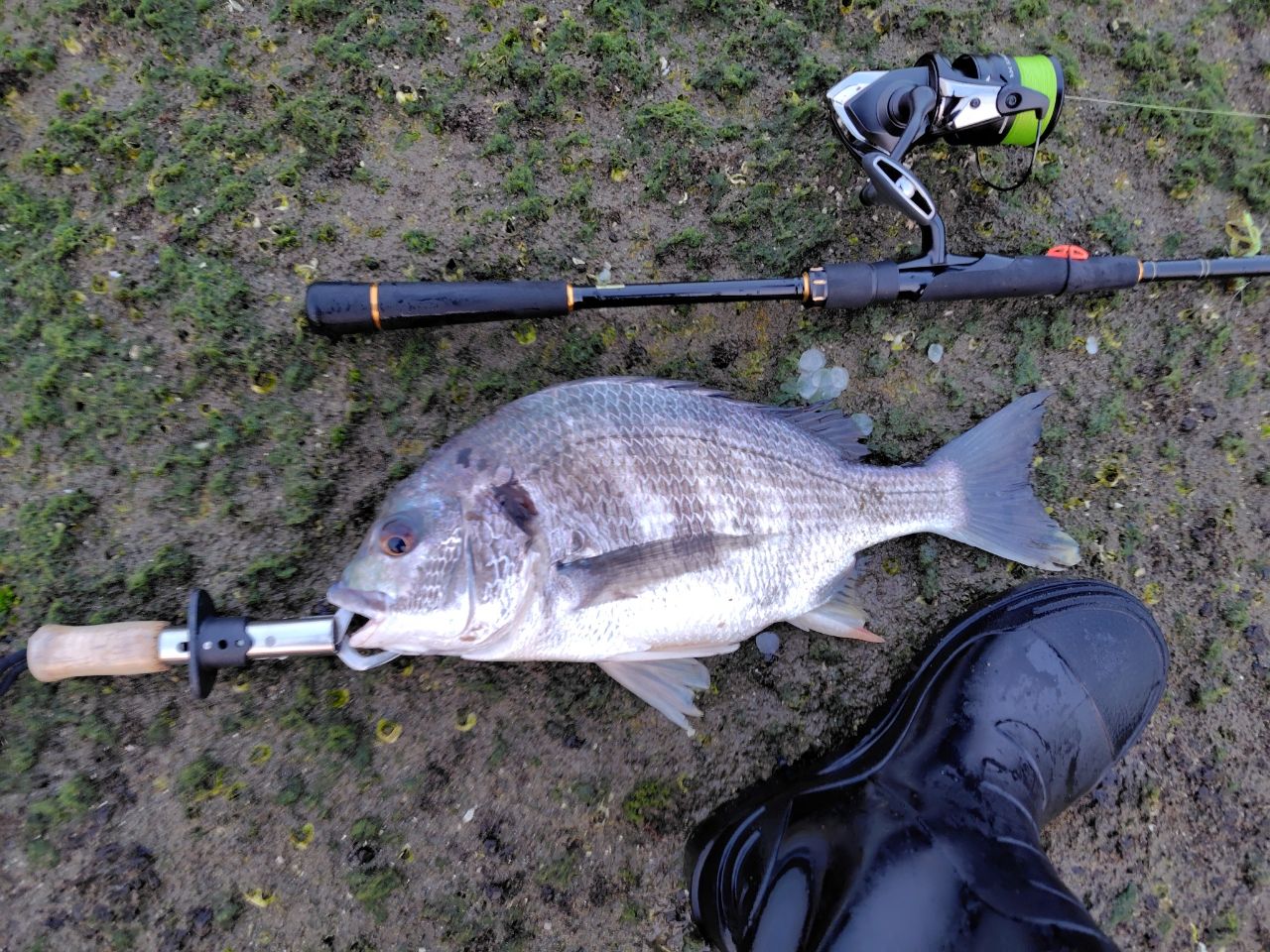 DAIWA 20ラテオ モバイル 86ML-4の最安値・インプレ・釣果 | 本音の