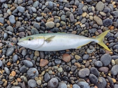 コゾクラの釣果