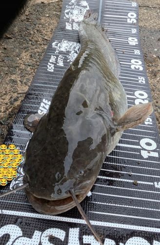 ナマズの釣果