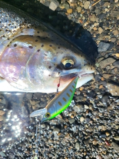 ニジマスの釣果
