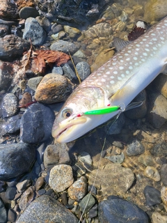 アメマスの釣果