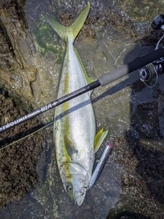 ヒラマサの釣果