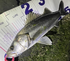 フッコ（マルスズキ）の釣果