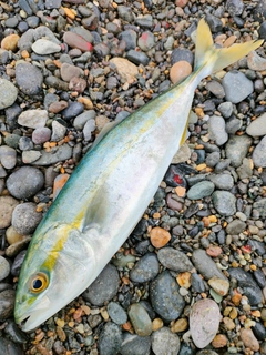 コゾクラの釣果