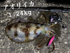 アオリイカの釣果