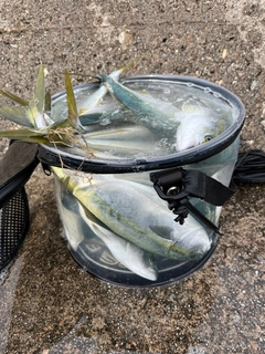 ツバイソの釣果