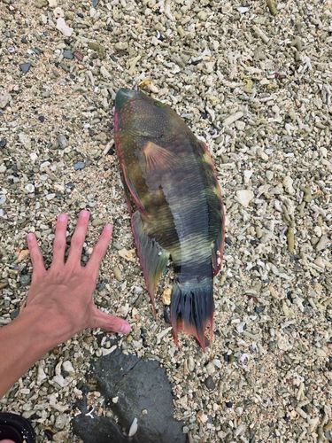 キハダマグロの釣果