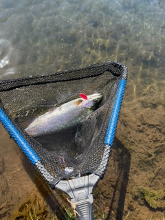 ニジマスの釣果