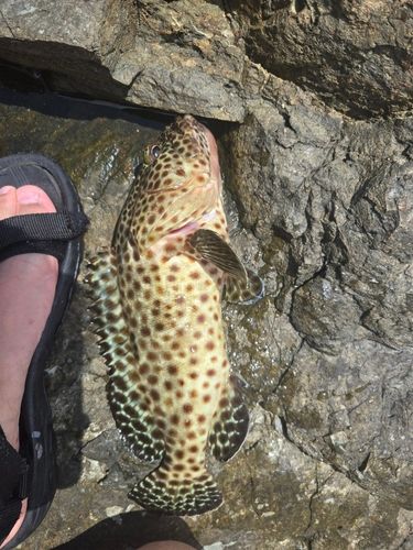 オヤビッチャの釣果