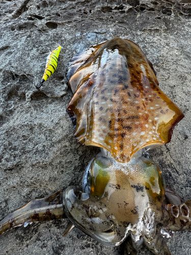 アオリイカの釣果