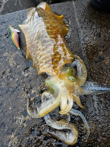アオリイカの釣果