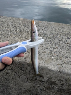 カマスの釣果