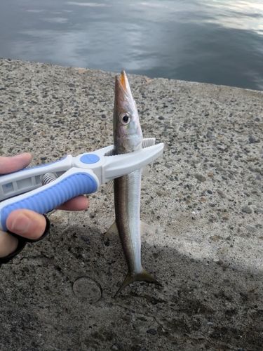 カマスの釣果