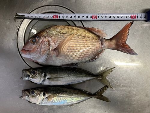 タイの釣果