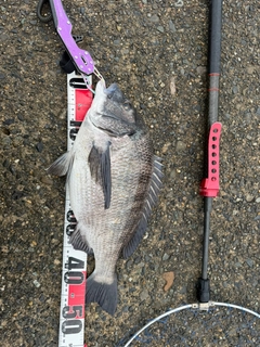 クロダイの釣果