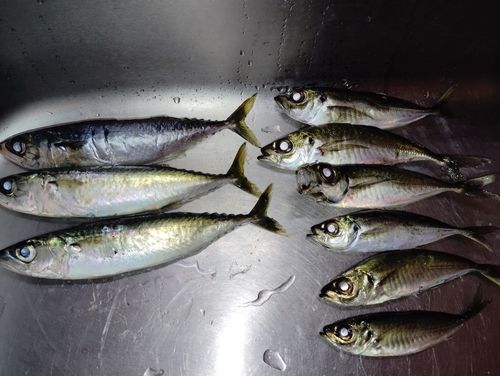 サバの釣果