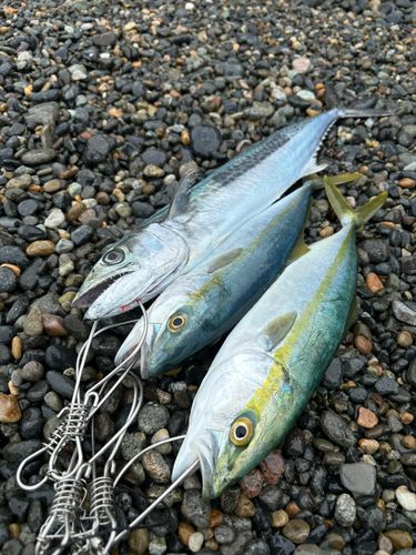 サゴシの釣果
