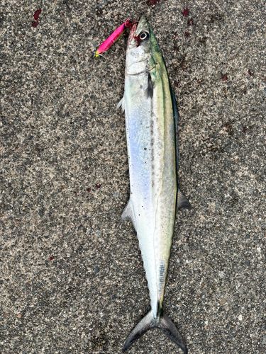 サゴシの釣果