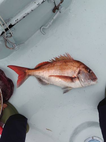 タイの釣果