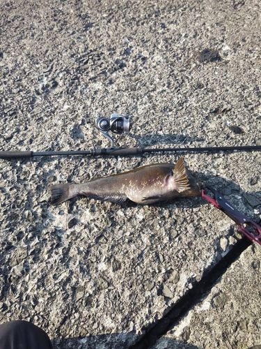 アイナメの釣果