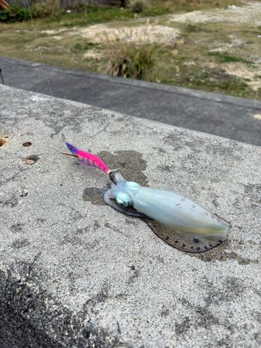 釣果