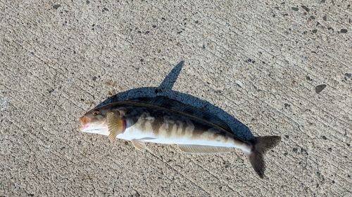 ホッケの釣果