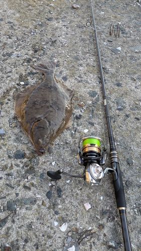 カレイの釣果