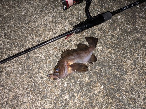 アカメバルの釣果