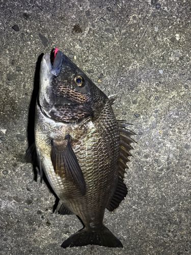 クロダイの釣果