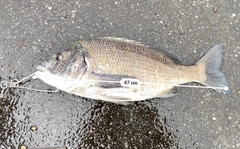 チヌの釣果