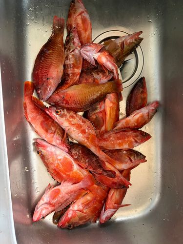 アカハタの釣果