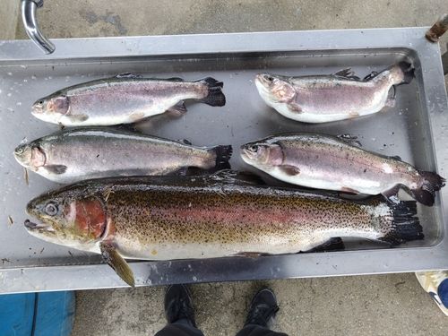 ニジマスの釣果