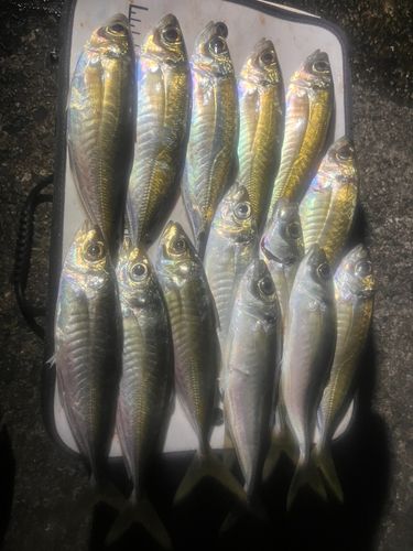 マアジの釣果