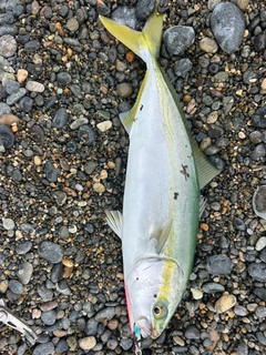 コゾクラの釣果