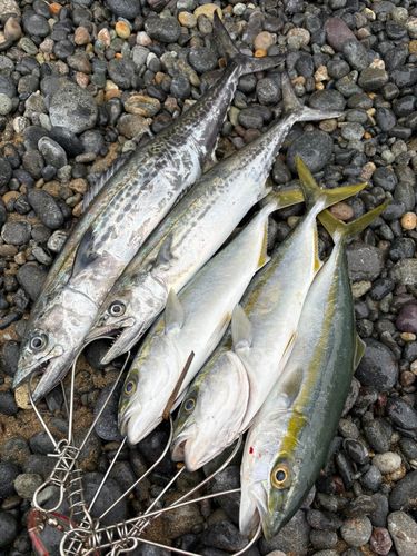 コゾクラの釣果