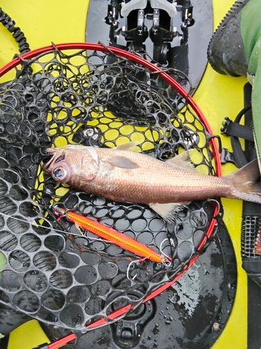 ムツの釣果