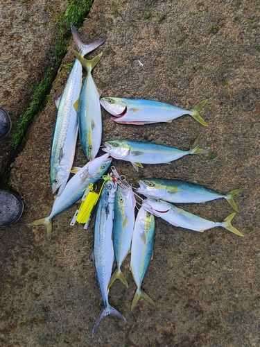 コゾクラの釣果