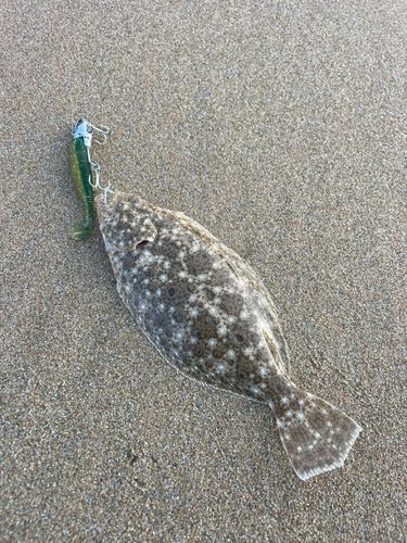 ヒラメの釣果