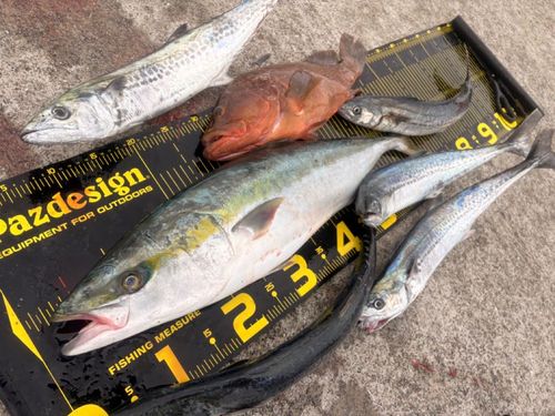 メジロの釣果