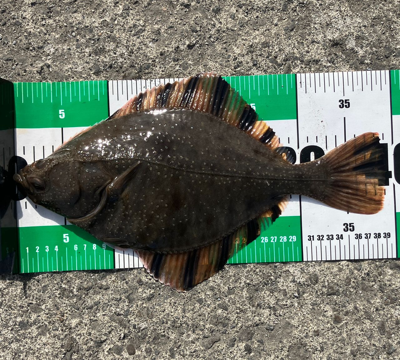 flounderさま個別出品 【公式通販】