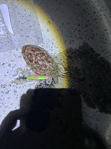 コウイカの釣果