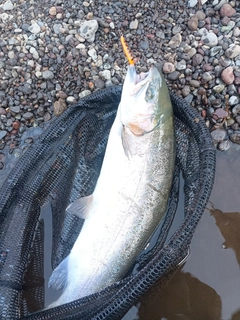 ニジマスの釣果